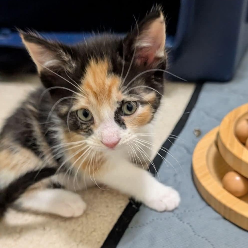 Petal, Adoptable, Kitten Female Calico.