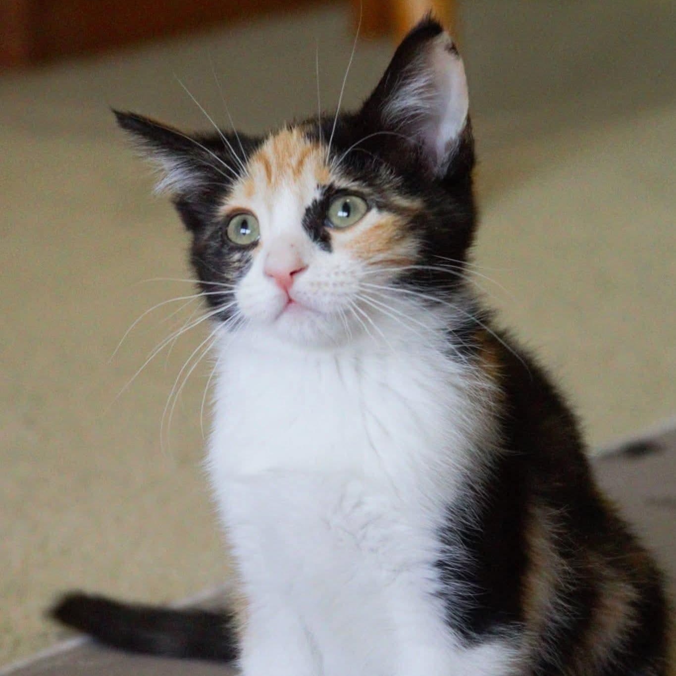 Petal, a Adoptable Calico in Kentwood, MI image 3/6