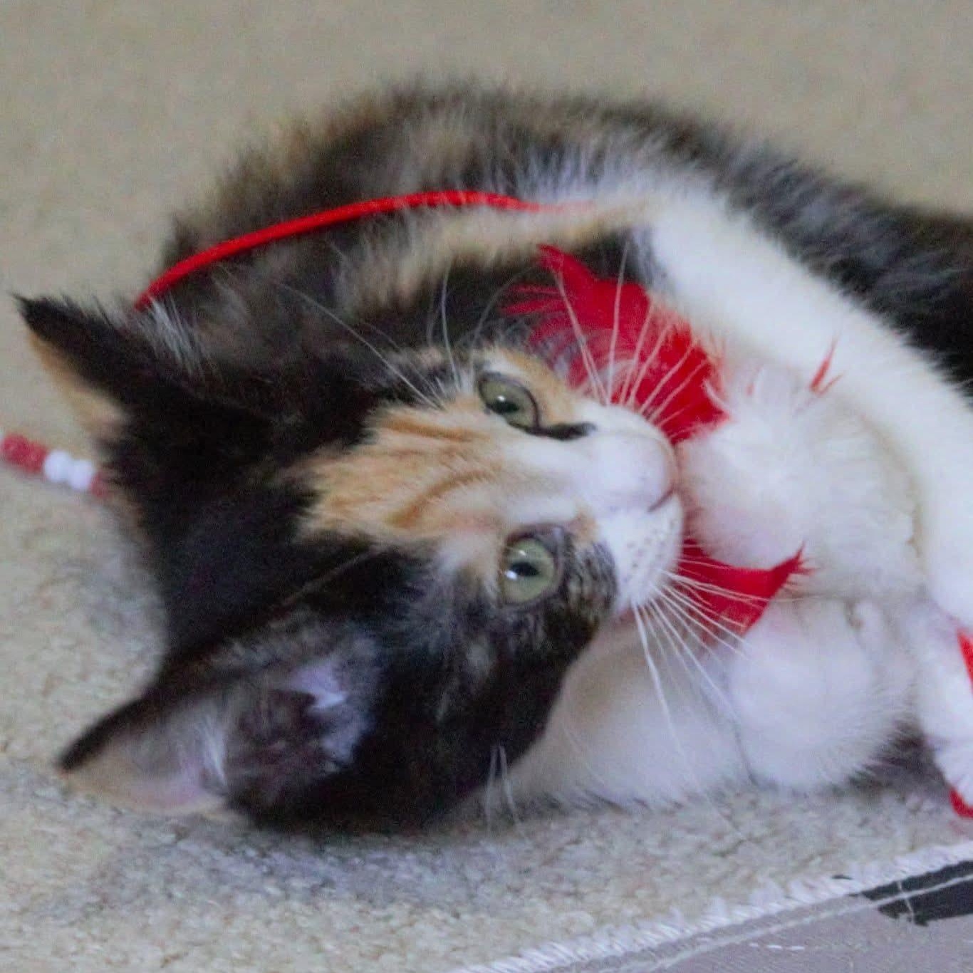 Petal, a Adoptable Calico in Kentwood, MI image 5/6