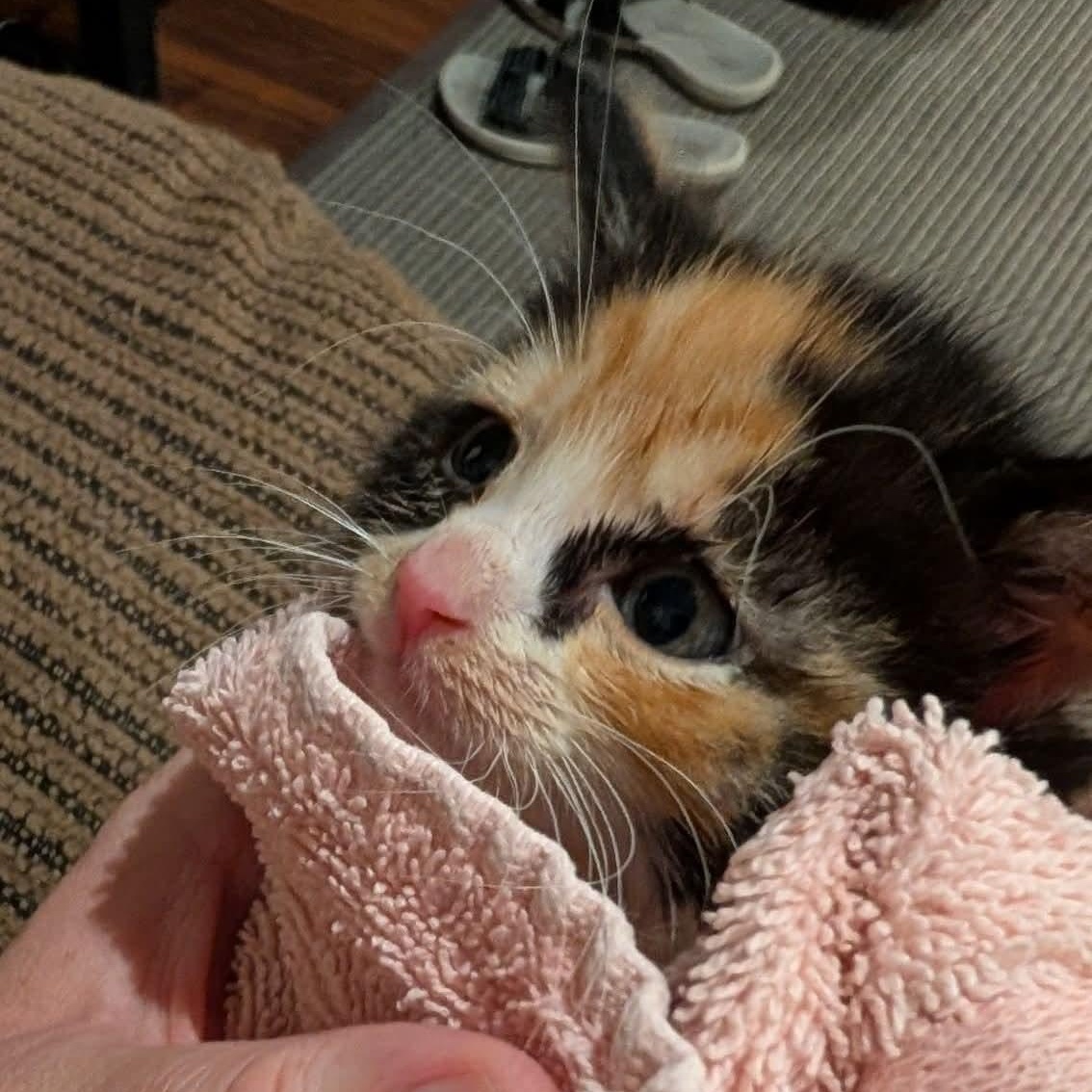 Petal, a Adoptable Calico in Kentwood, MI image 6/6