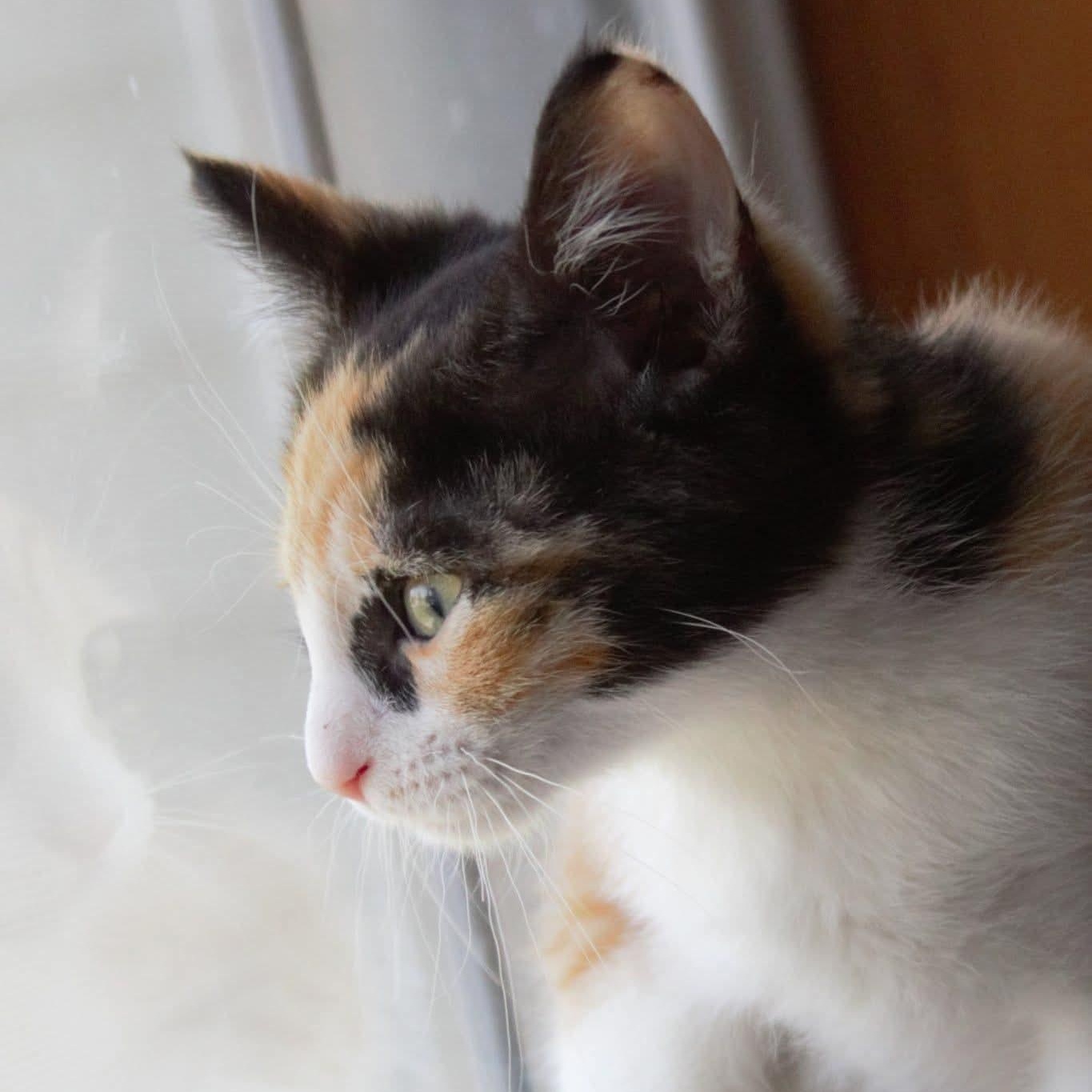 Petal, a Adoptable Calico in Kentwood, MI image 4/6