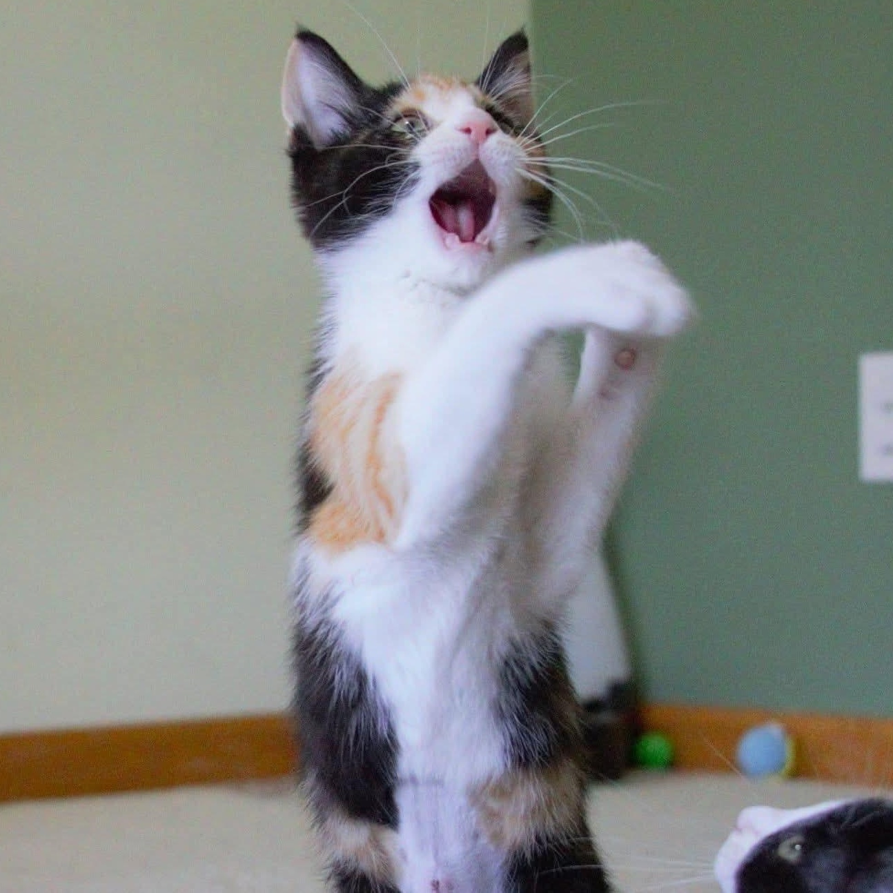 Petal, a Adoptable Calico in Kentwood, MI image 2/6