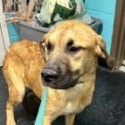 Enlarge Cedar, a Adoptable mixed breed in Shinnston, WV image 1/2