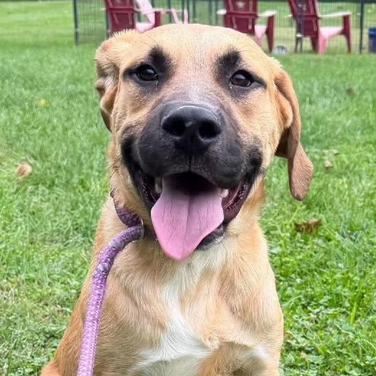 Enlarge Cedar, a Adoptable mixed breed in Shinnston, WV image 2/2