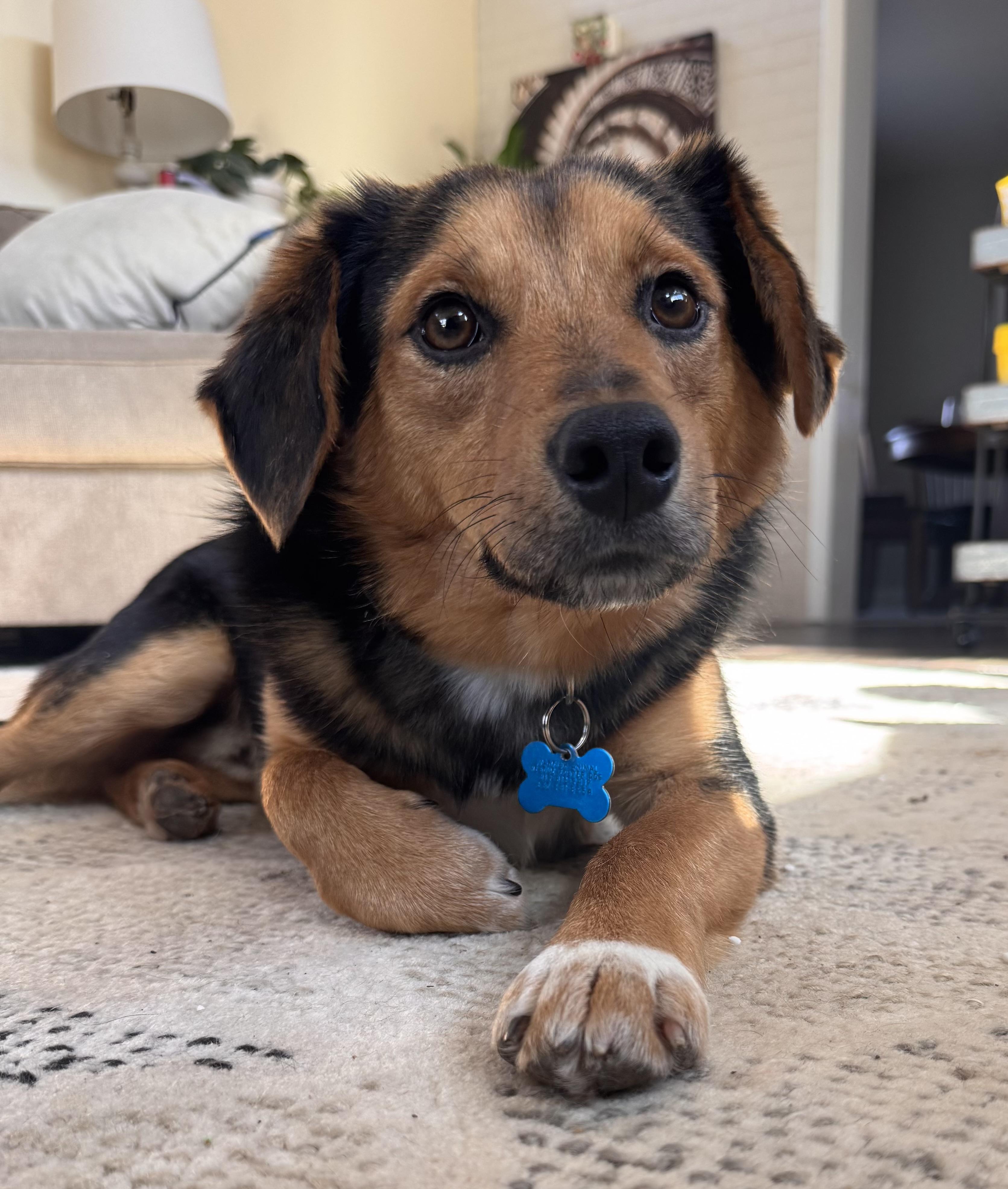 Scout, adopted, Young Male Collie & Shepherd.