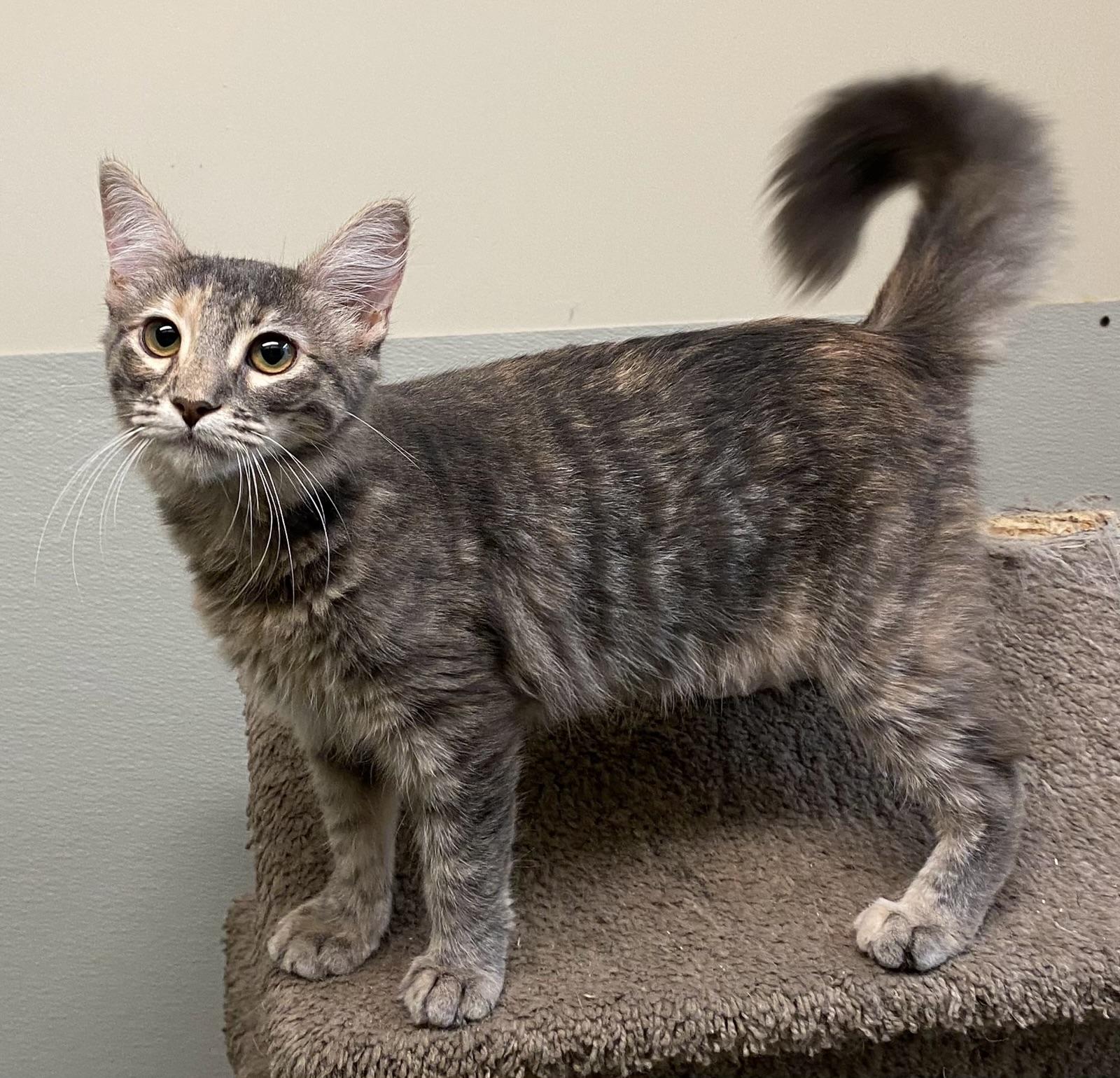 Pawtucket, Adopted, Kitten Female Dilute Tortoiseshell.