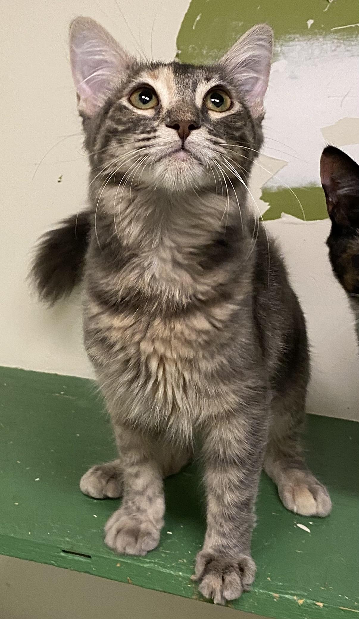 Enlarge Pawtucket, a Adopted Dilute Tortoiseshell in Los Angeles, CA image 2/2