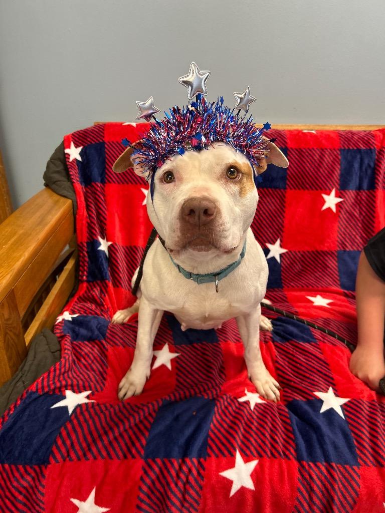 Mally, Adoptable, Adult Female Pit Bull Terrier.