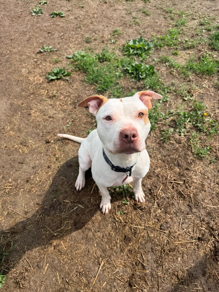 Maleficent, Adoptable, Adult Female Pit Bull Terrier.