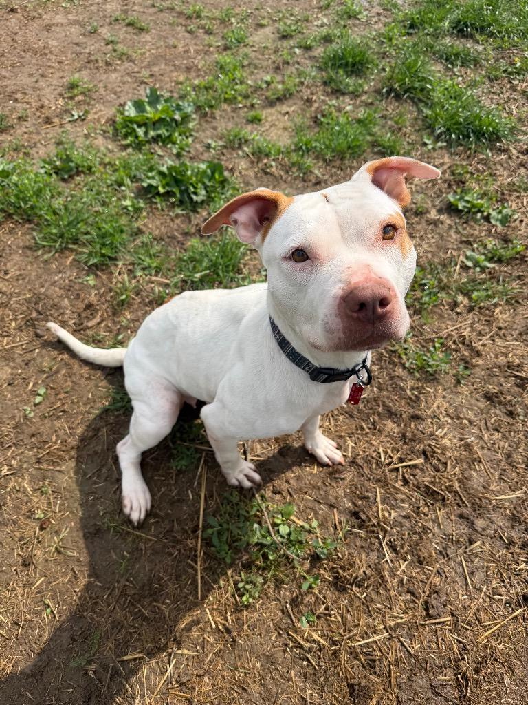Enlarge Maleficent, a Adoptable Pit Bull Terrier in Marion, OH image 2/2