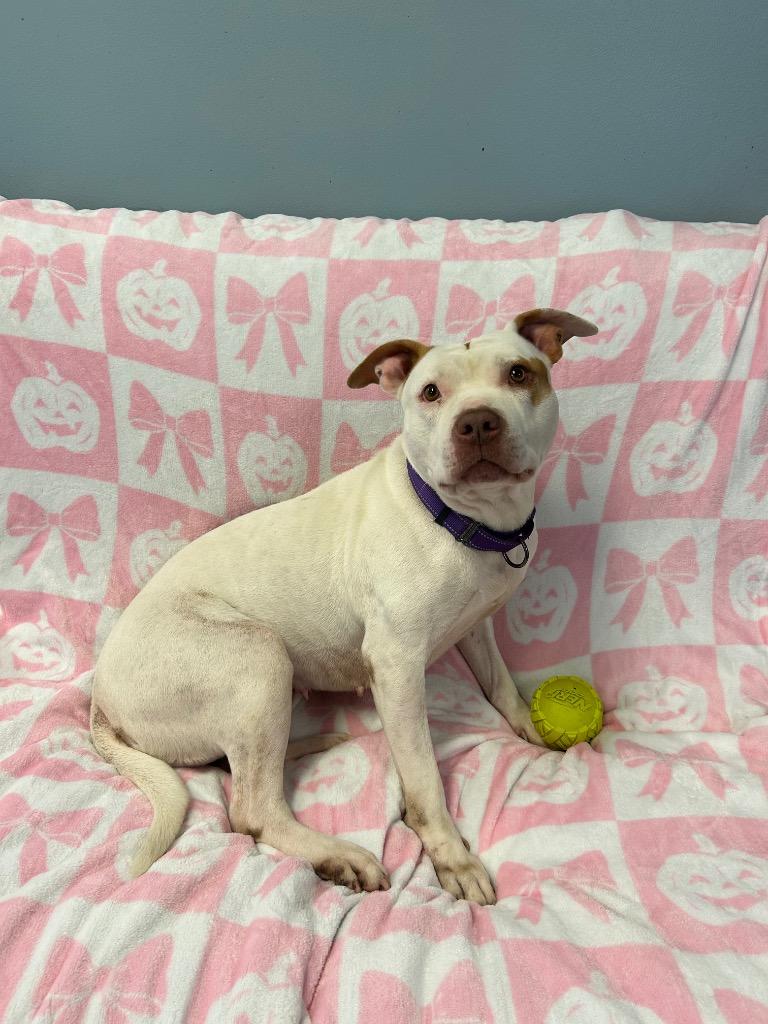 Mally, Adoptable, Adult Female Pit Bull Terrier.