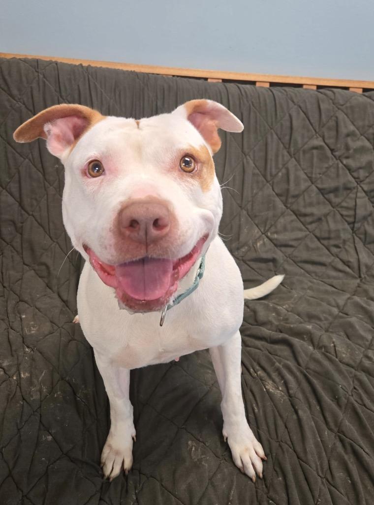 Mally, a Adoptable Pit Bull Terrier in Marion, OH image 4/4