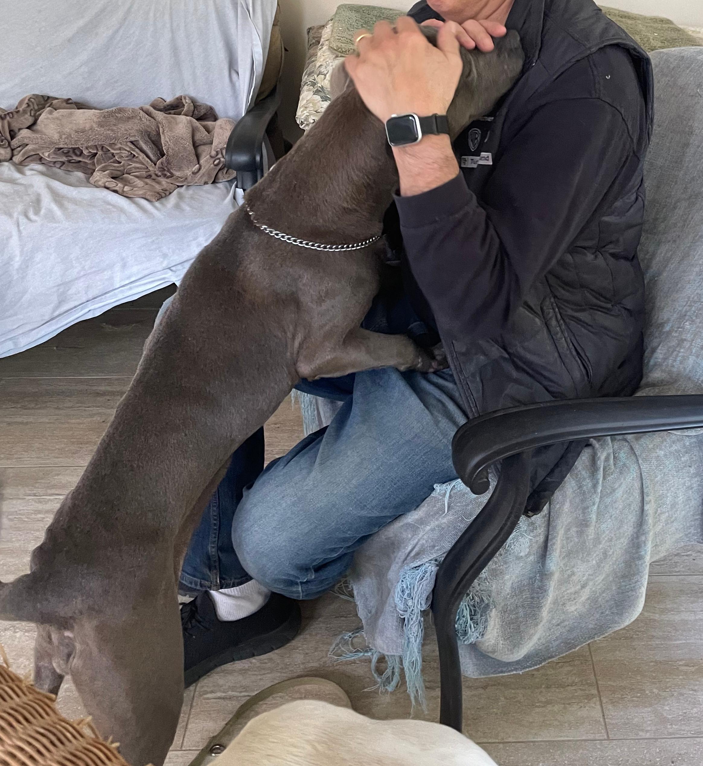 Enlarge Tessa, a Adoptable Mixed Breed in Fairfield, NJ image 1/6