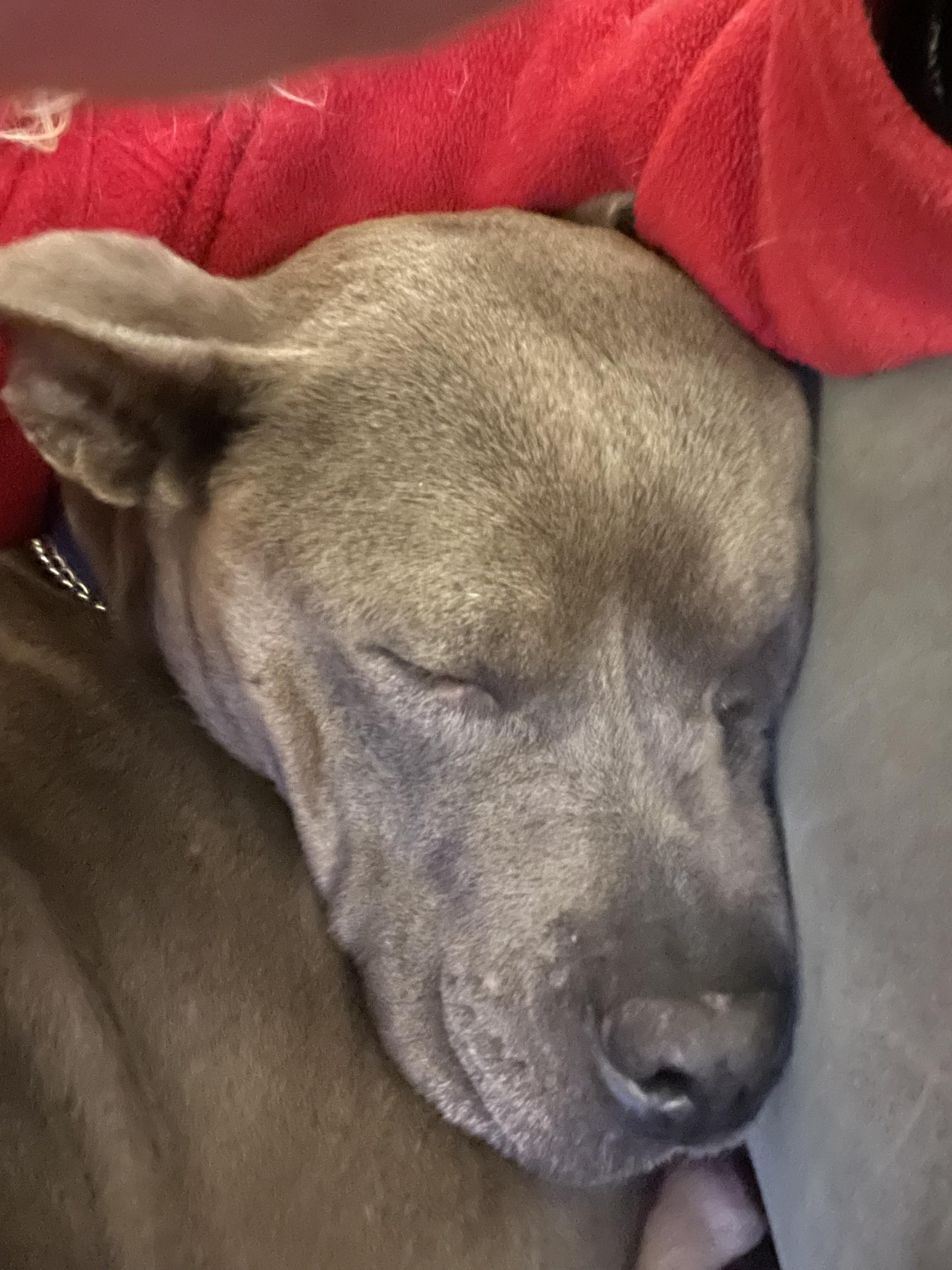 Enlarge Tessa, a Adoptable Mixed Breed in Fairfield, NJ image 2/6