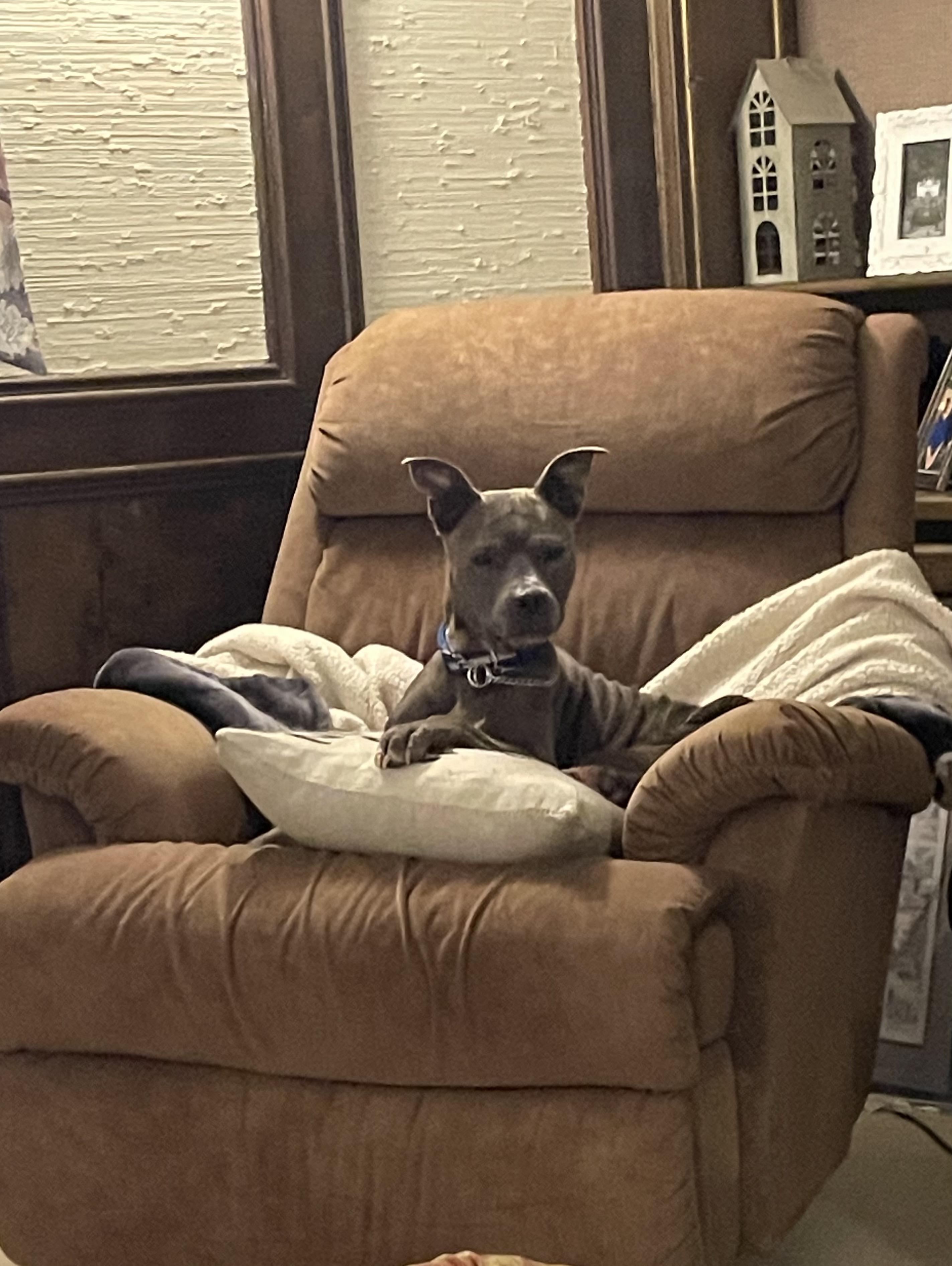 Tessa, Adoptable, Adult Female Mixed Breed.