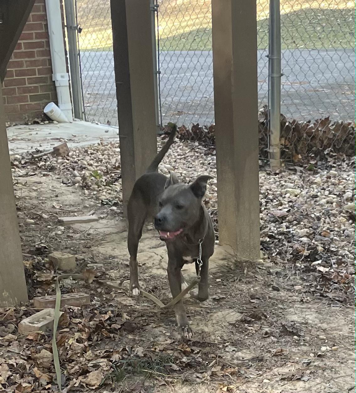 Enlarge Tessa, a Adoptable Mixed Breed in Fairfield, NJ image 4/6