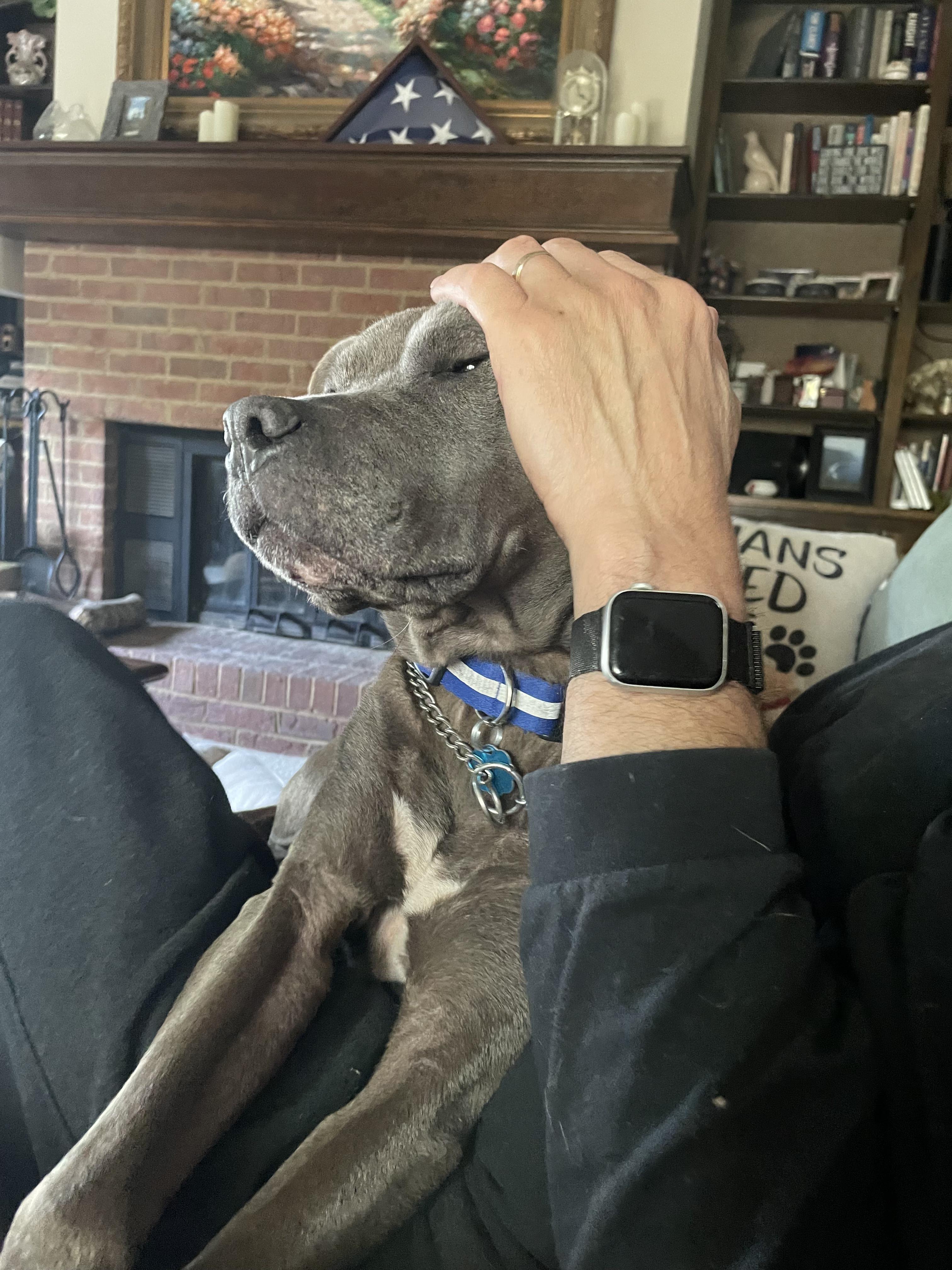 Enlarge Tessa, a Adoptable Mixed Breed in Fairfield, NJ image 5/6