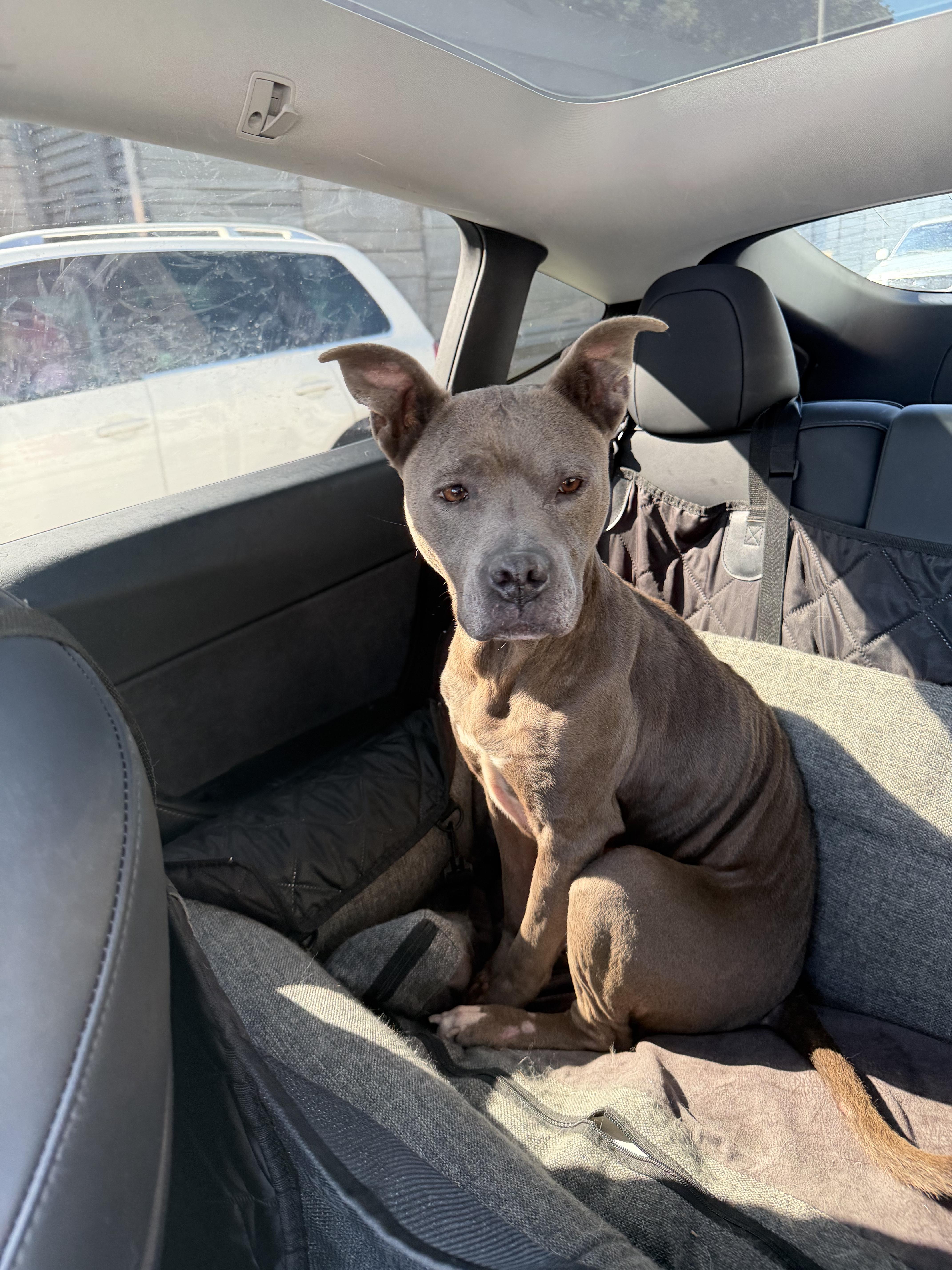 Enlarge Tessa, a Adoptable Mixed Breed in Fairfield, NJ image 6/6