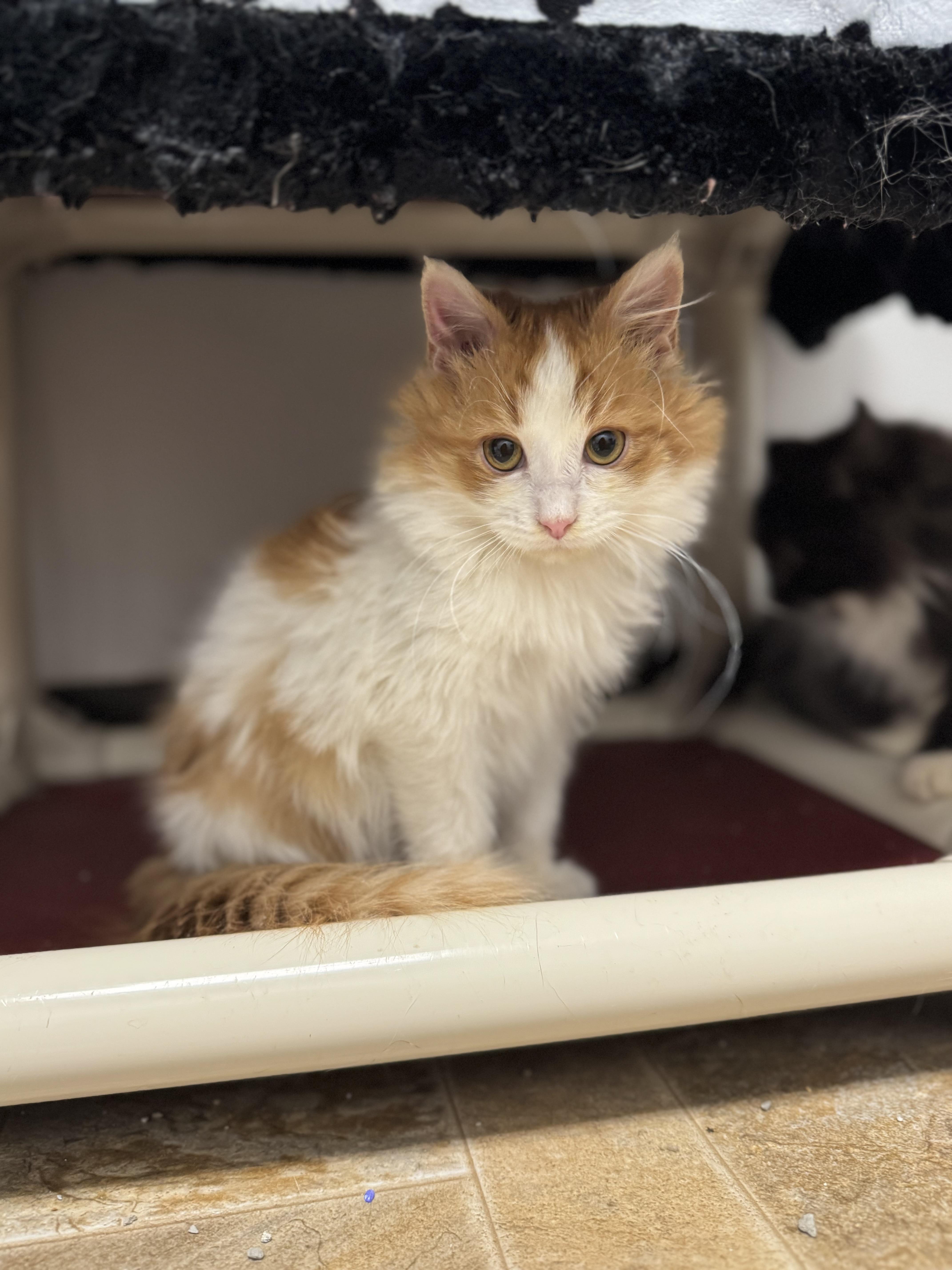 Enlarge Leo, a ADOPTABLE Domestic Long Hair in Dodgeville, WI image 1/3