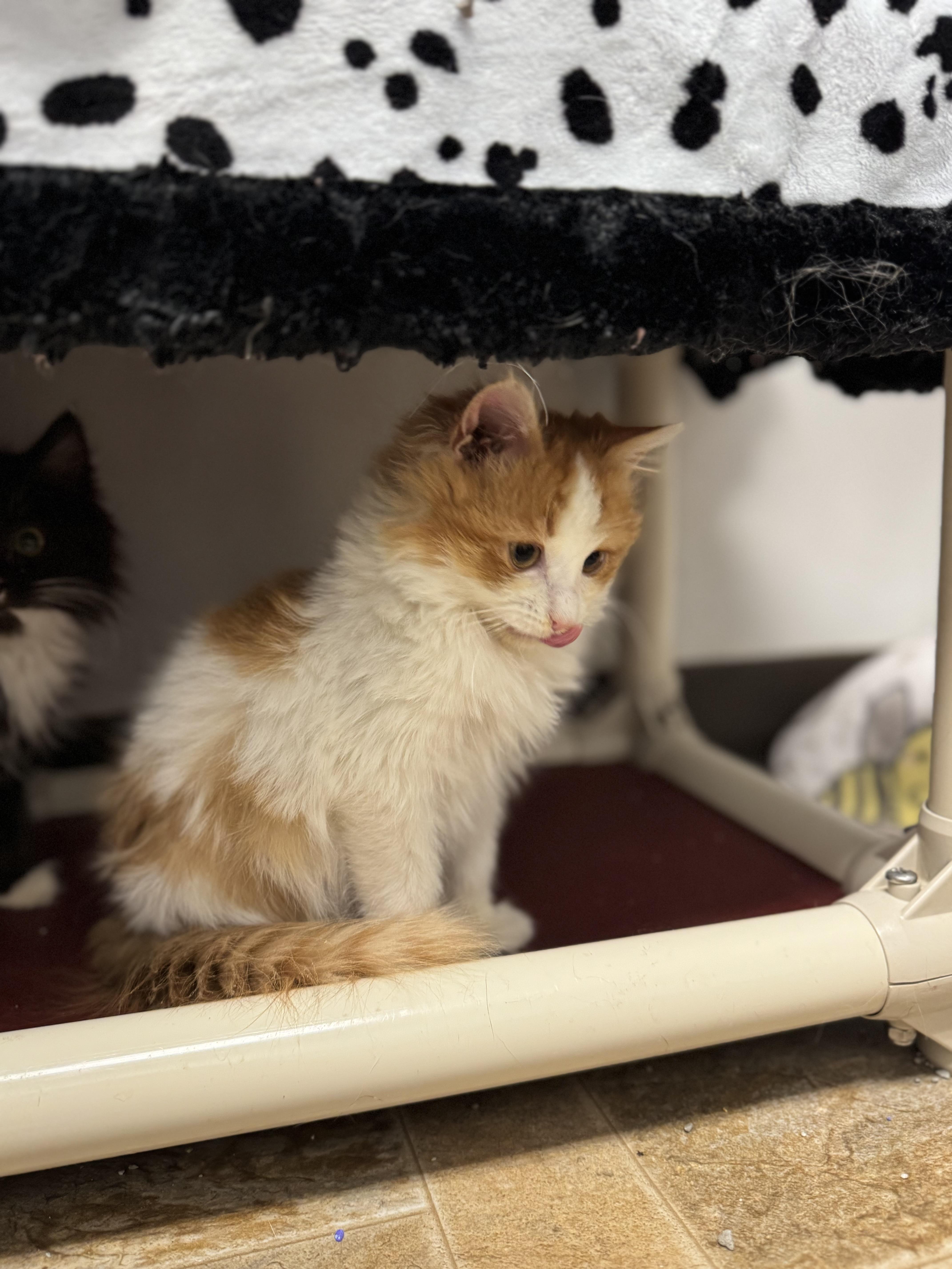 Enlarge Leo, a ADOPTABLE Domestic Long Hair in Dodgeville, WI image 3/3