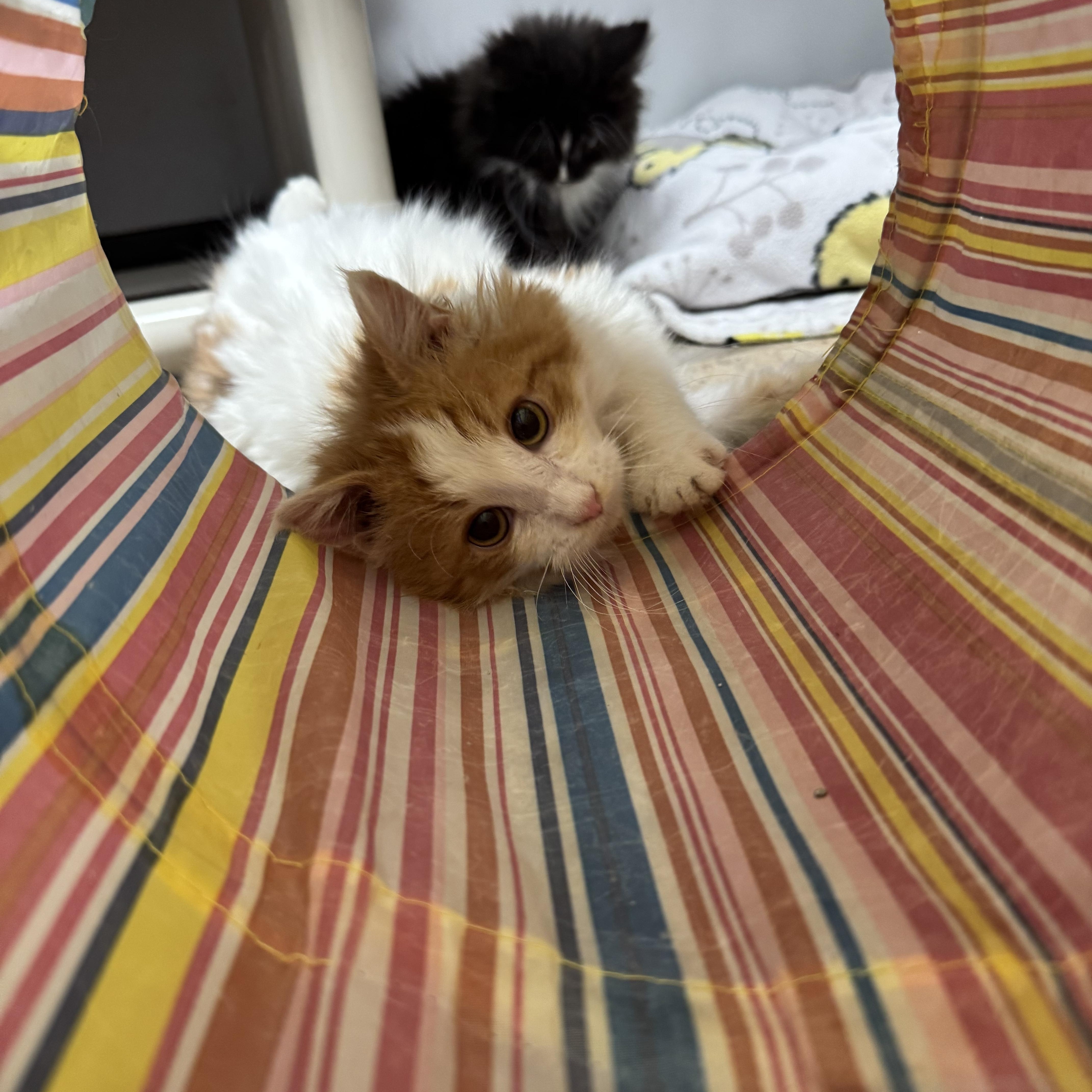 Enlarge Leo, a ADOPTABLE Domestic Long Hair in Dodgeville, WI image 2/3