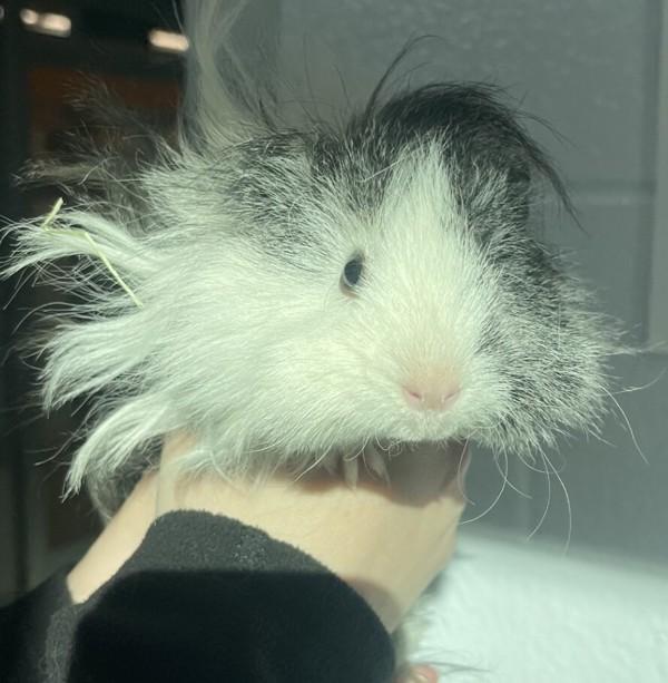 Hershey, Adoptable, Young Female Guinea Pig.