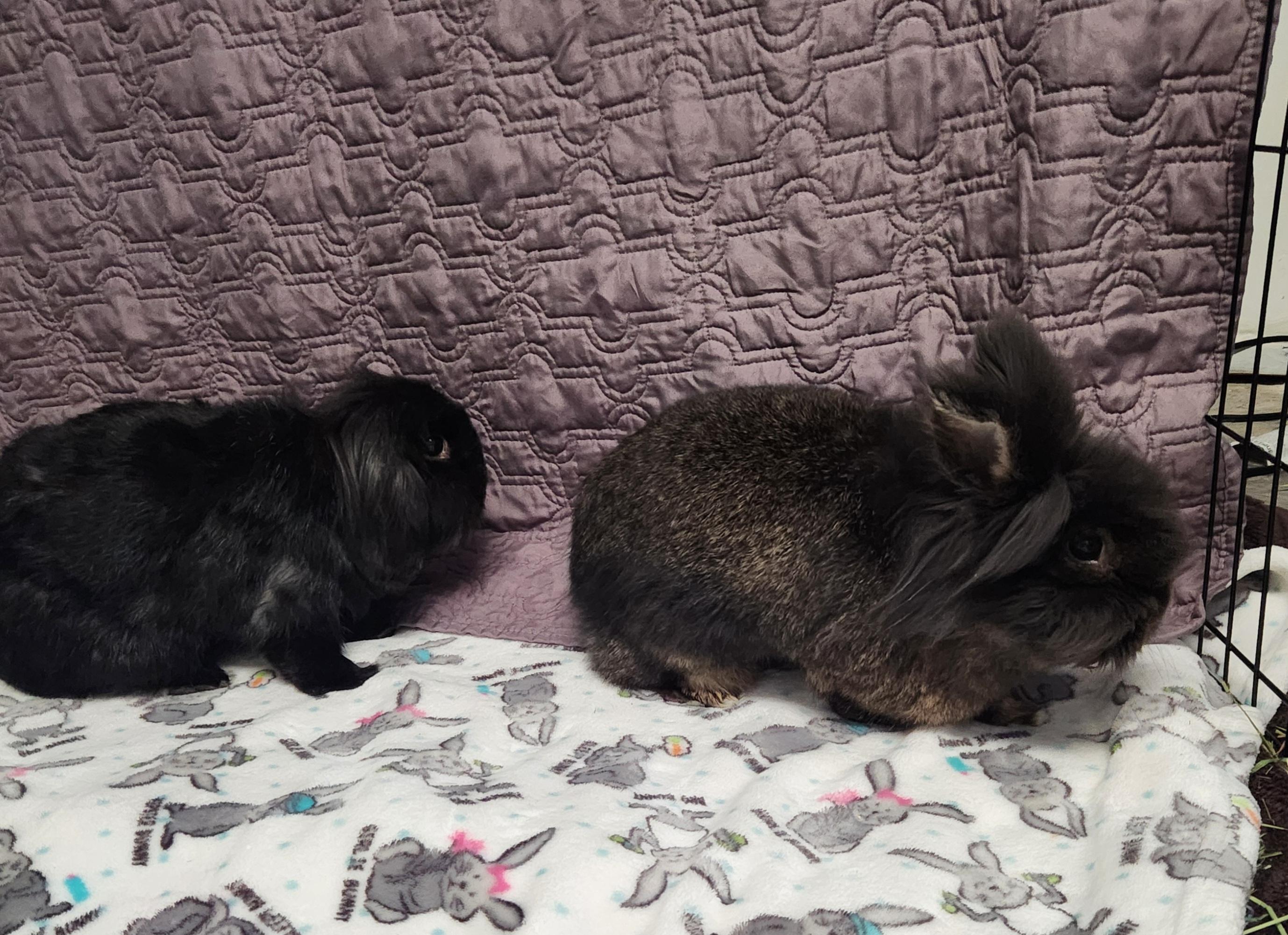 Shadow and Whisper, an adopted Lop Eared in Virginia Beach, VA image 4/4
