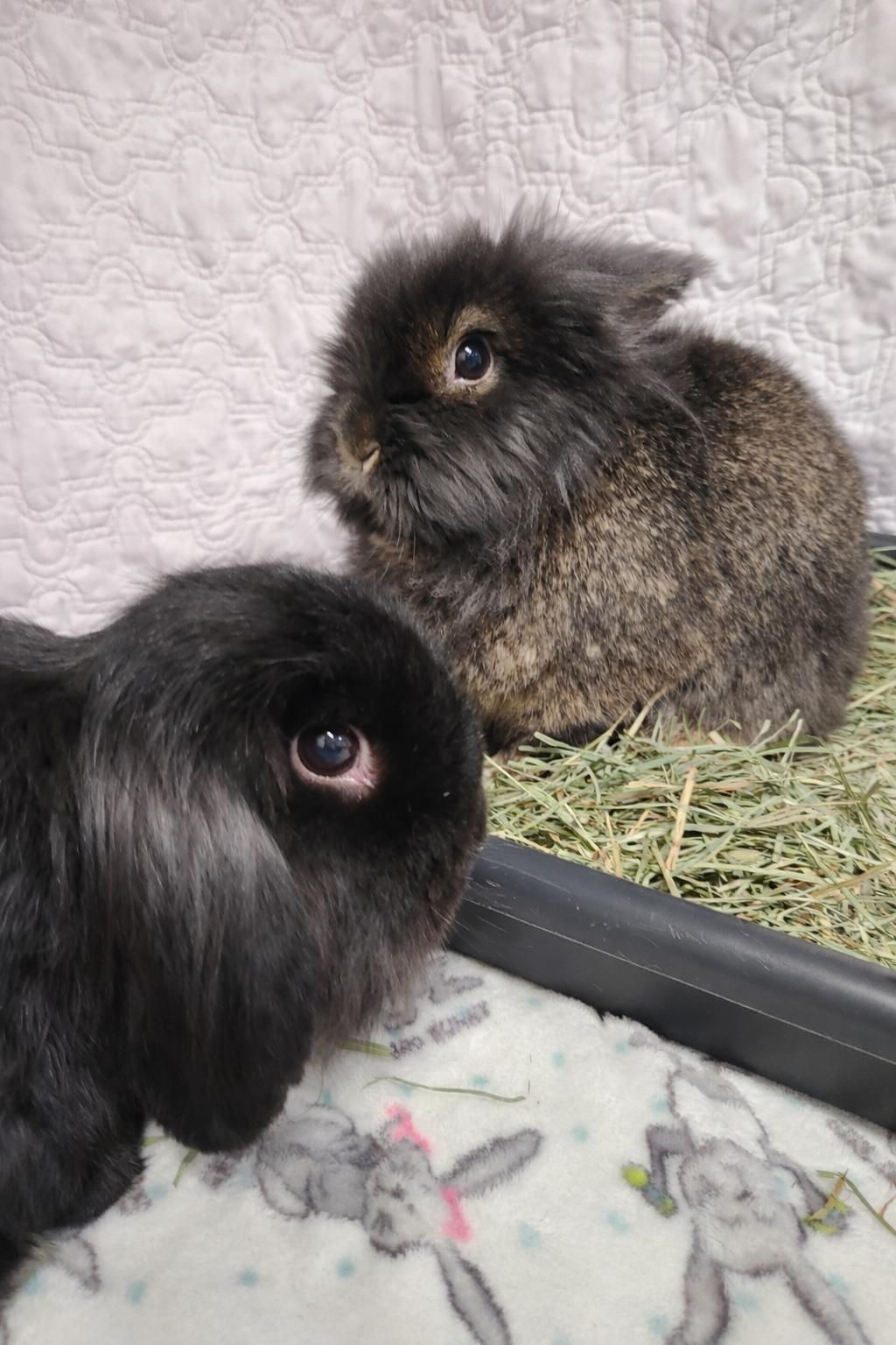 Shadow and Whisper, an adopted Lop Eared in Virginia Beach, VA image 2/4