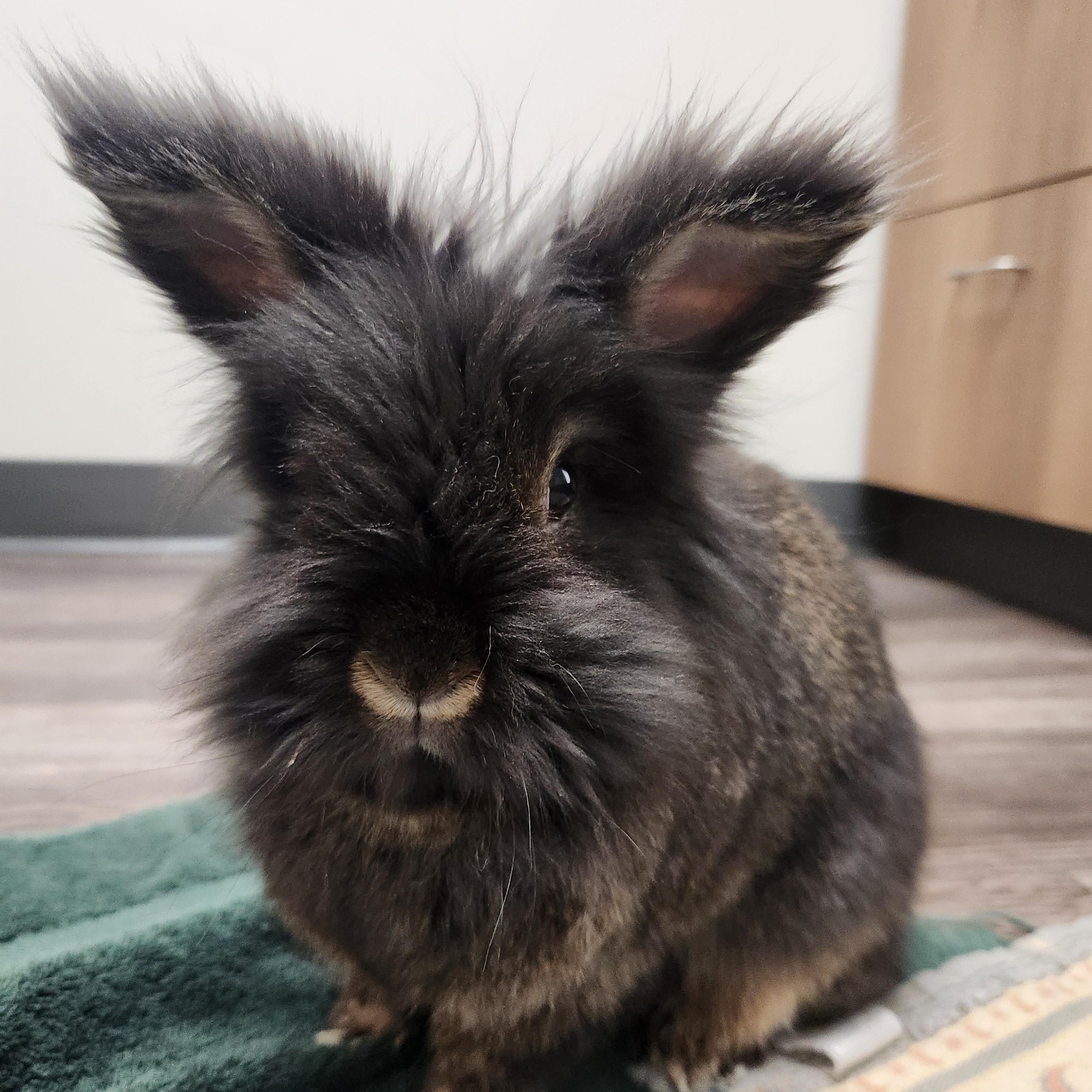 Shadow and Whisper, an adopted Lop Eared in Virginia Beach, VA image 3/4