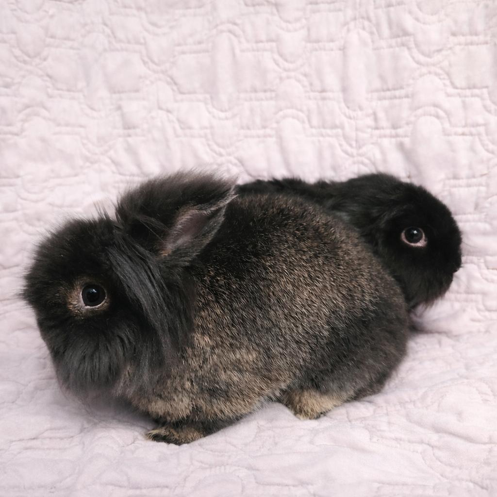 Shadow and Whisper, adopted, Adult Male Lop Eared.