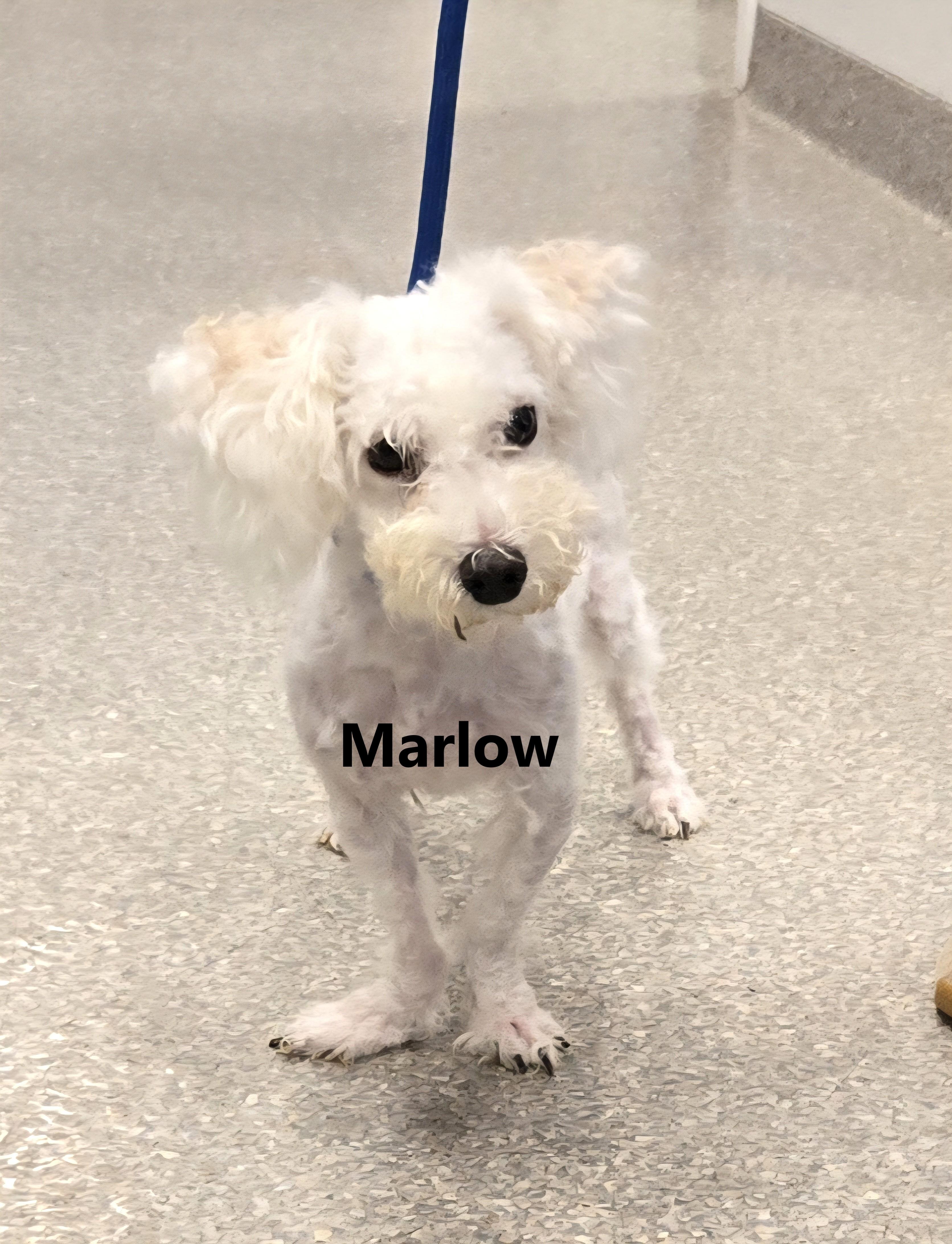 Marlow, an adoptable Maltipoo in Warwick, NY, 10990 | Photo Image 2