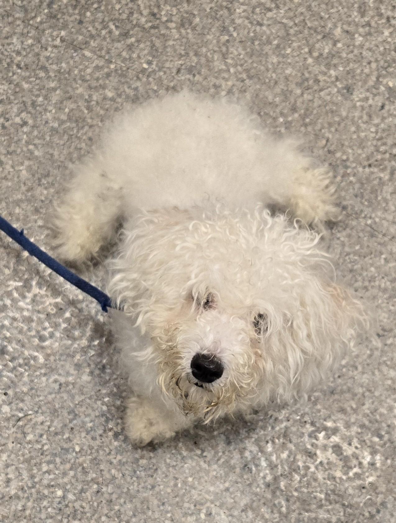 Marlow, an adoptable Maltipoo in Warwick, NY, 10990 | Photo Image 3