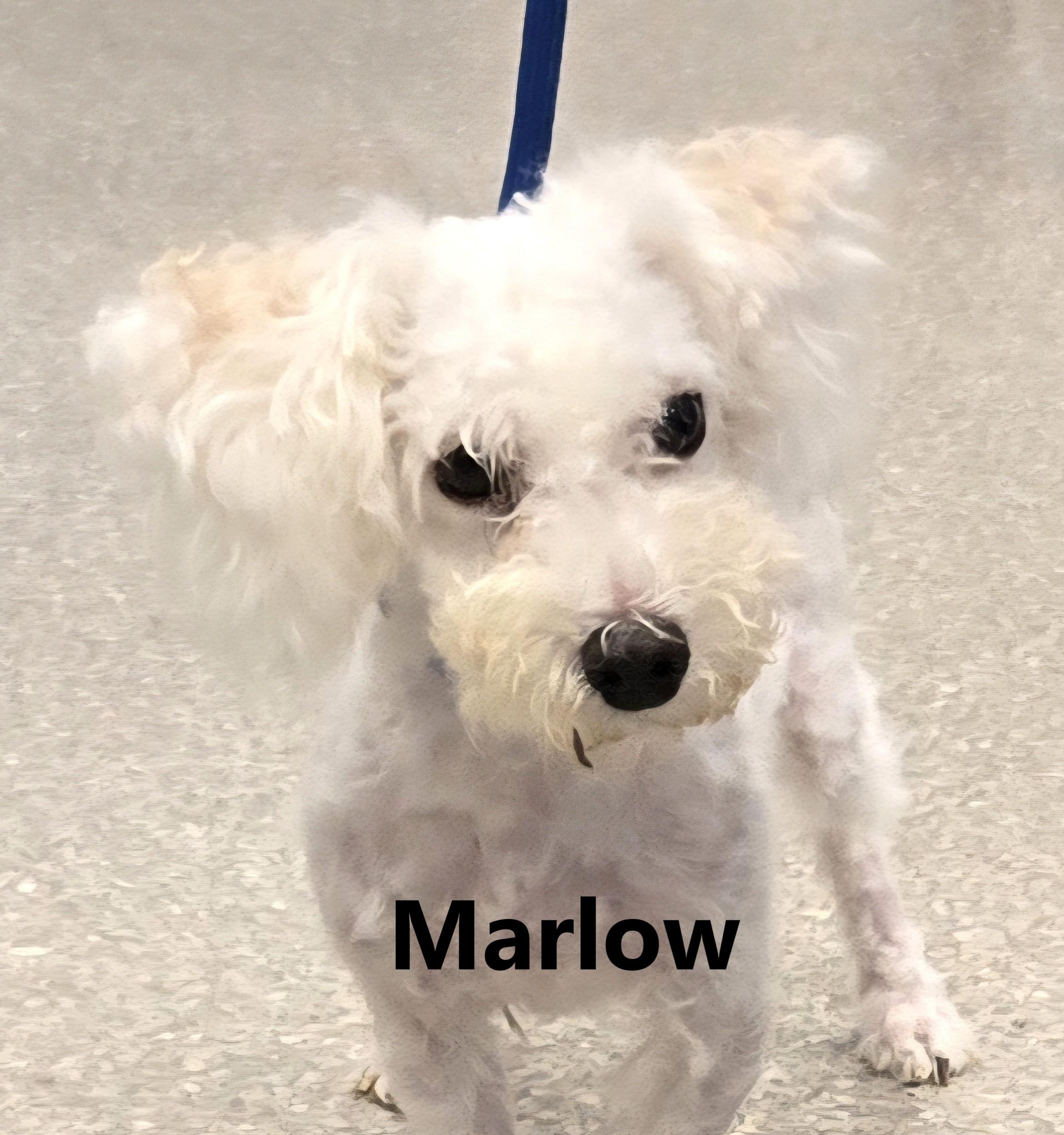 Marlow, an adoptable Maltipoo in Warwick, NY, 10990 | Photo Image 1