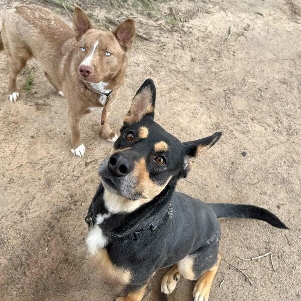 Clementine Cutest Goofy Gal