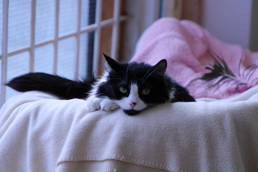 Muffin-Purrever Foster photo 2