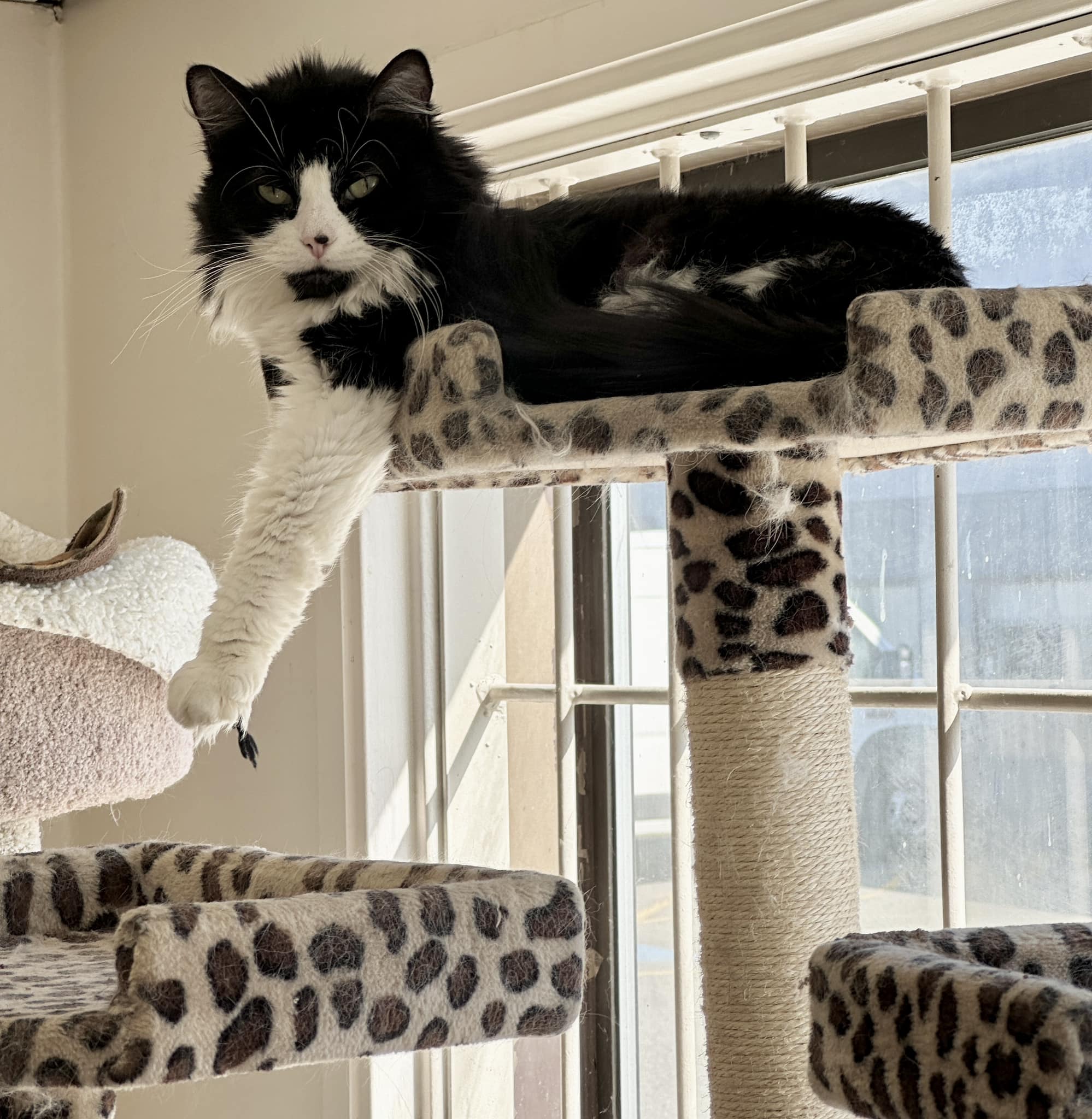 Muffin-Purrever Foster, Senior Female unknown