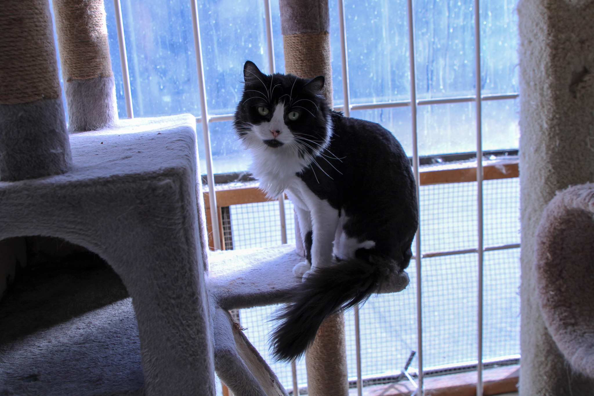 Muffin-Purrever Foster photo 3
