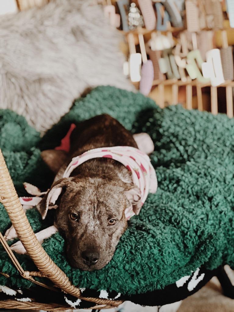 Fiona Jo, Adoptable, Young Female Mixed Breed.