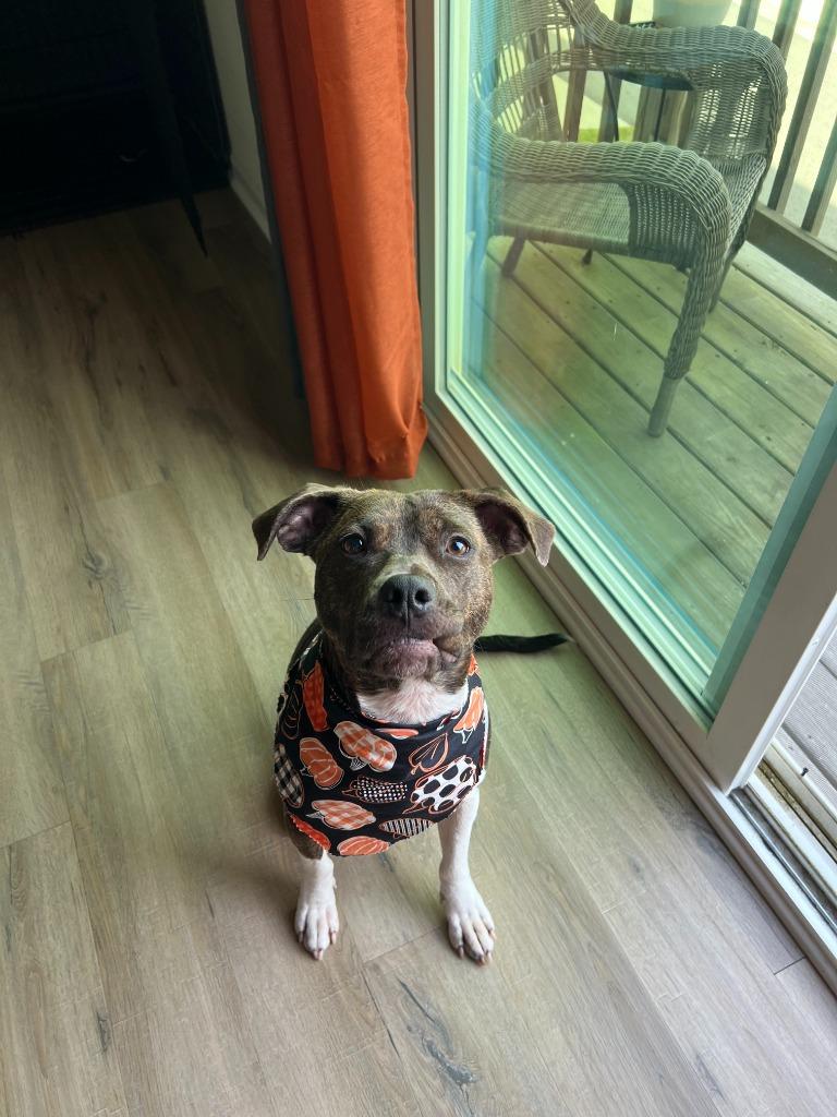 Enlarge Fiona Jo, a Adoptable mixed breed in Raleigh, NC image 2/6