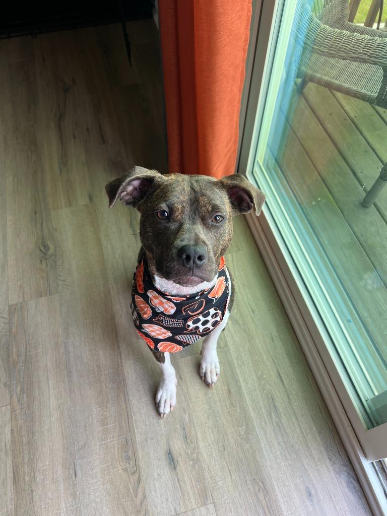 Enlarge Fiona Jo, a Adoptable mixed breed in Raleigh, NC image 3/6