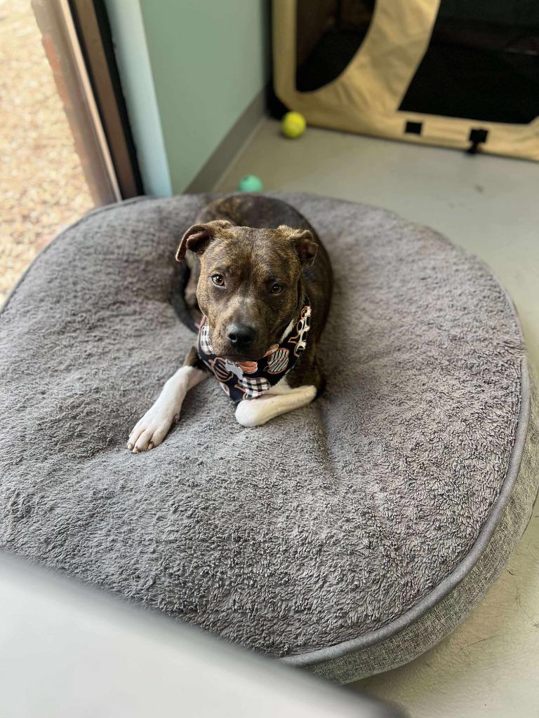 Enlarge Fiona Jo, a Adoptable mixed breed in Raleigh, NC image 4/6