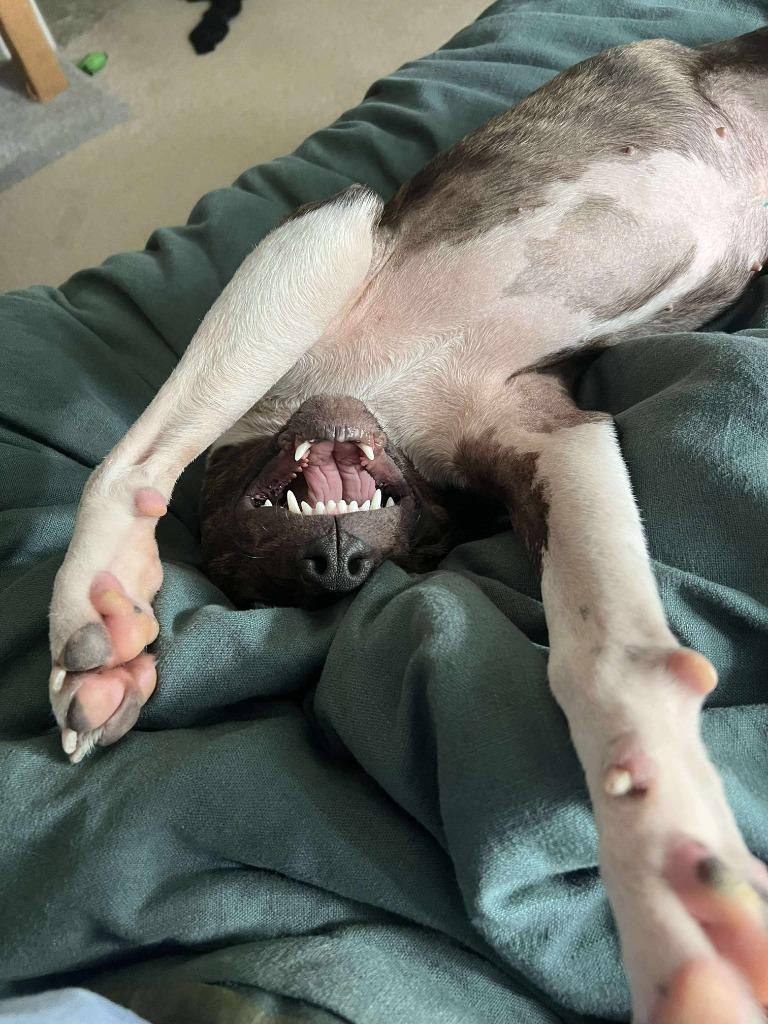 Enlarge Fiona Jo, a Adoptable mixed breed in Raleigh, NC image 5/6