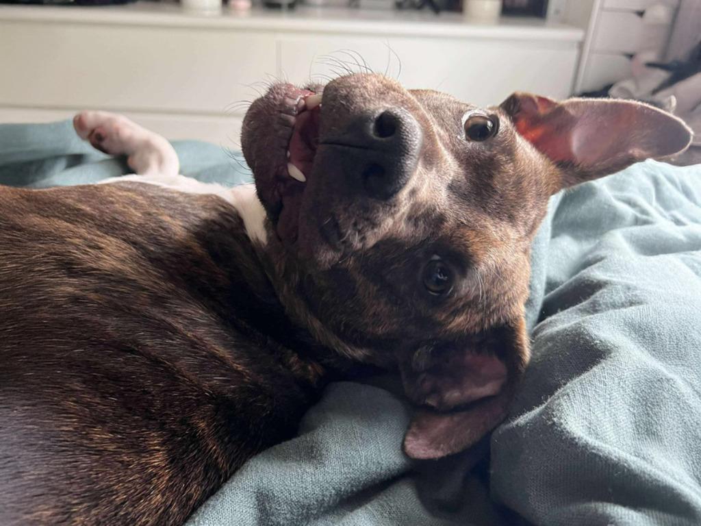 Enlarge Fiona Jo, a Adoptable mixed breed in Raleigh, NC image 6/6