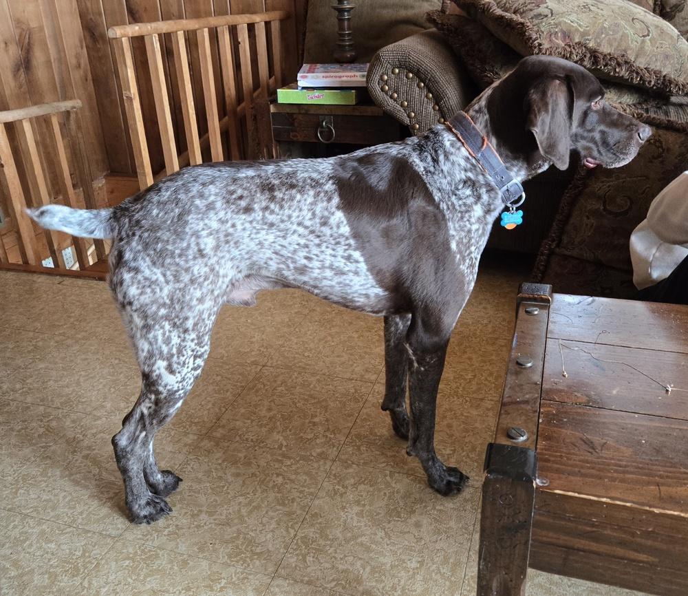 Enlarge Dusty, a Adoptable German Shorthaired Pointer in Cottage Grove, WI image 1/3