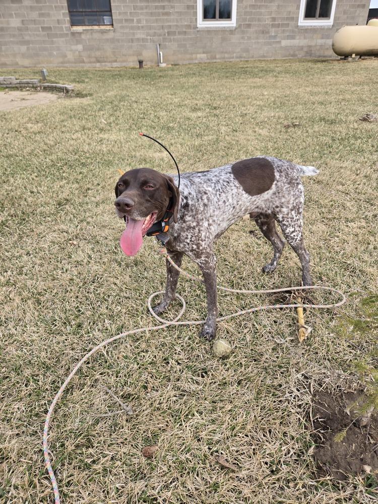 Enlarge Dusty, a Adoptable German Shorthaired Pointer in Cottage Grove, WI image 2/3