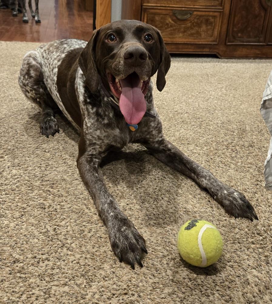 Enlarge Dusty, a Adoptable German Shorthaired Pointer in Cottage Grove, WI image 3/3