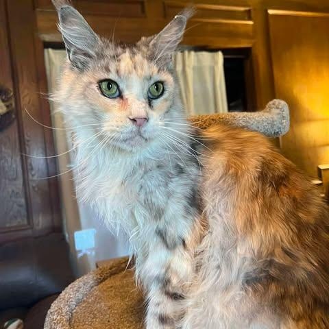 Enlarge Opal, a ADOPTABLE Maine Coon in Ennis, TX image 2/4