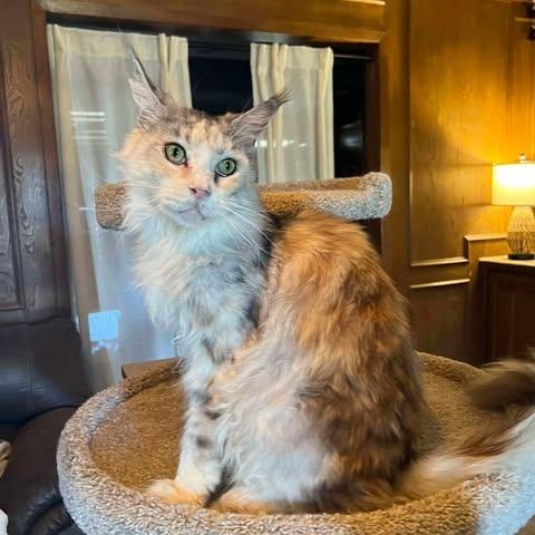 Enlarge Opal, a ADOPTABLE Maine Coon in Ennis, TX image 3/4