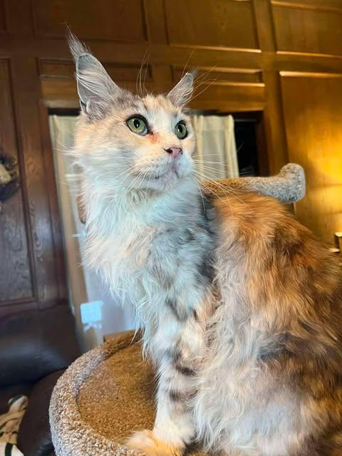 Enlarge Opal, a ADOPTABLE Maine Coon in Ennis, TX image 4/4