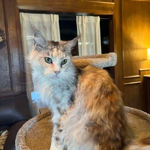 Opal, ADOPTABLE, Adult Female Maine Coon.